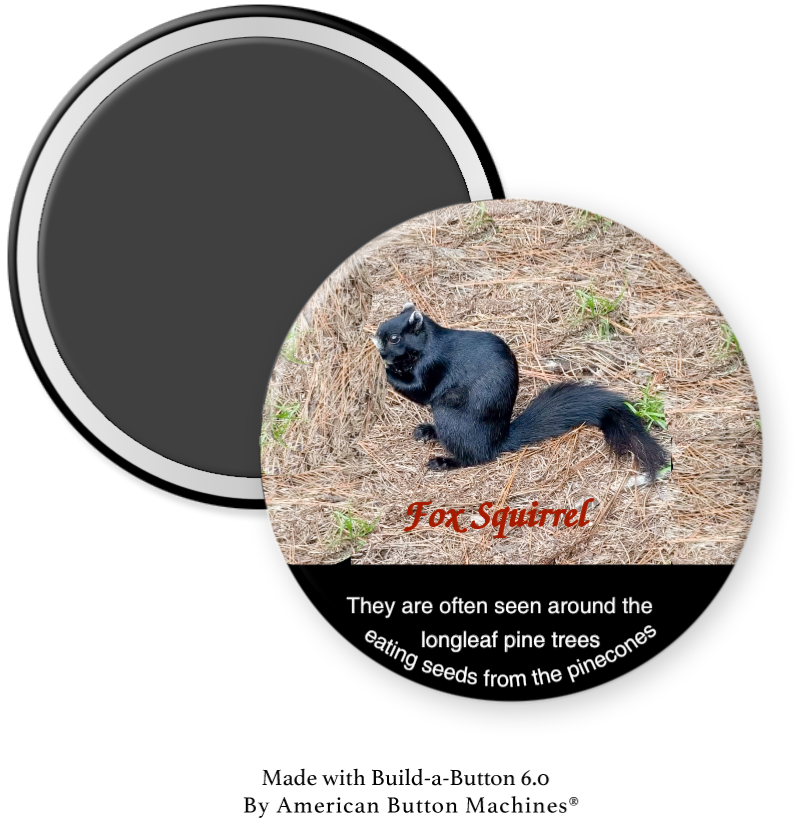 Fox Squirrel in Pinehurst, NC - Magnets and Memories